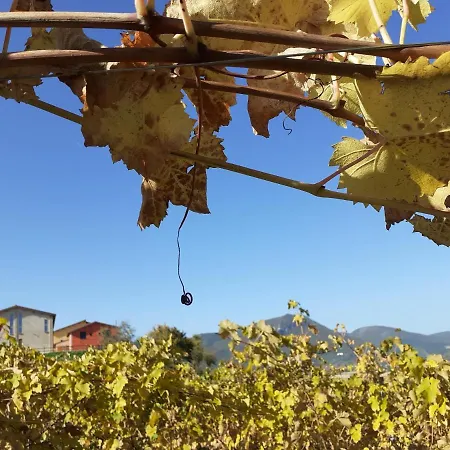 Tenuta Grimaldi Wine Matelica