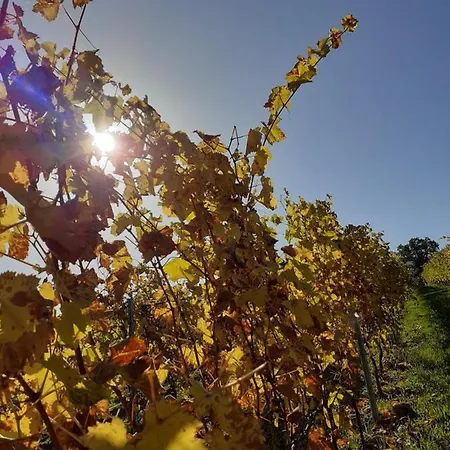 Tenuta Grimaldi Wine Hotel 4*