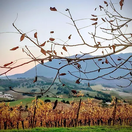 Tenuta Grimaldi Wine Matelica