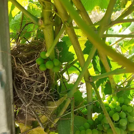 Hotel Tenuta Grimaldi Wine Matelica