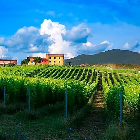 Tenuta Grimaldi Wine