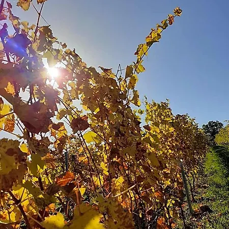 Tenuta Grimaldi Wine 4*