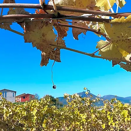 Hotel Tenuta Grimaldi Wine Matelica